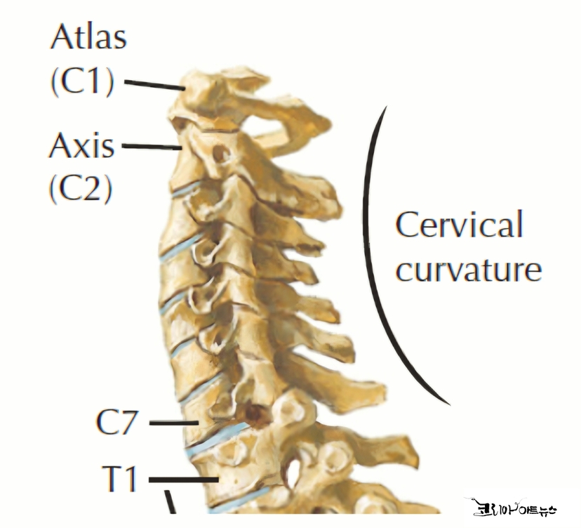 경추 해부학 그림. C1~C7 까지 7개로 구성되어 있다.