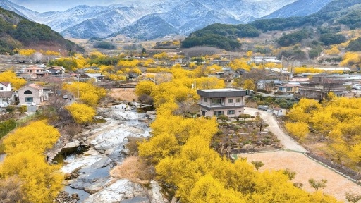 [관광축제] 전라남도 구례, 오는 15일 "구례 산수유꽃 축제" 개막...봄 향기 여행 떠나세요