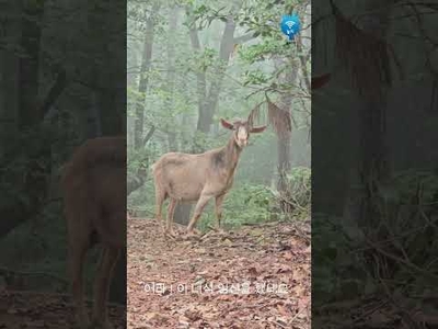 [희귀영상]  용인에서 만난 산양 동영상